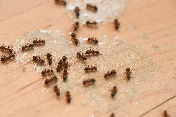 Best Exterminator Services  in Argo, AL