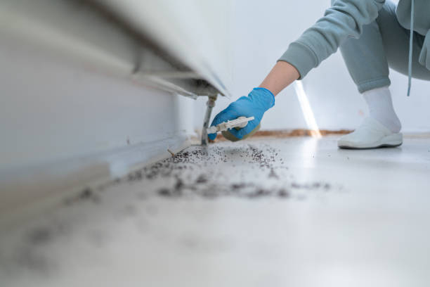 Flea Control Services in Argo, AL